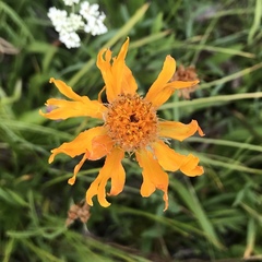 Raillardella pringlei