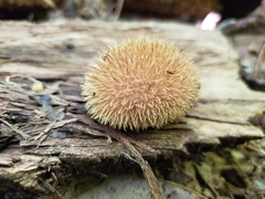 Lycoperdon americanum