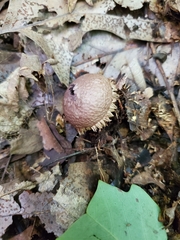 Lycoperdon americanum