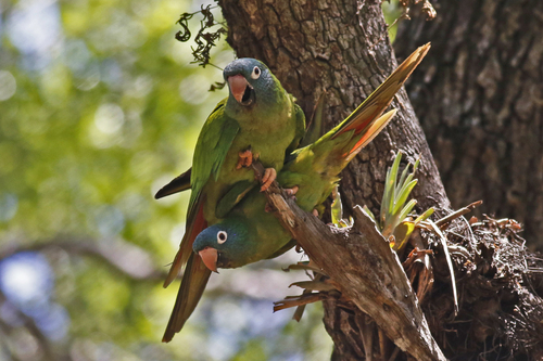 Aratinga cabeciazul (Thectocercus acuticaudatus)