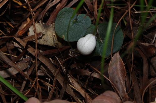 Image of Corybas barbarae by (c) Greg Tasney, some rights reserved (CC BY-SA)