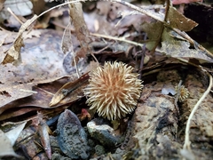 Lycoperdon americanum