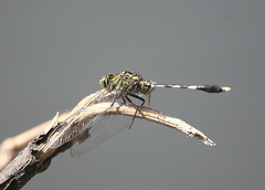 Orthetrum sabina