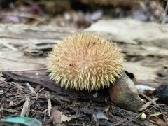 Lycoperdon americanum