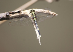 Orthetrum sabina