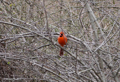 Cardinalis cardinalis