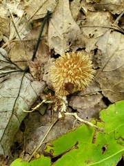 Lycoperdon americanum