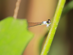 Agriocnemis femina