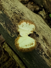 Lycoperdon americanum