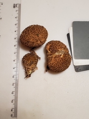 Lycoperdon americanum