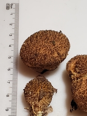 Lycoperdon americanum