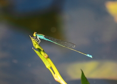 Pseudagrion rubriceps