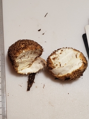Lycoperdon americanum