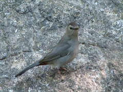 Dumetella carolinensis