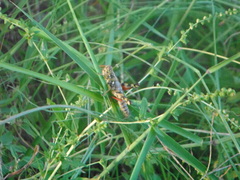 Agroecotettix modestus