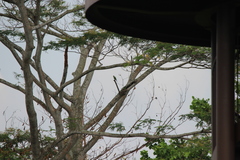 Psittacula longicauda