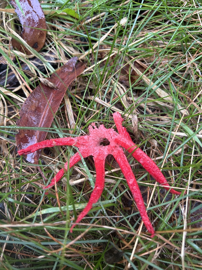 Clathrus archeri · April 2025 · photo: © harley_hatzimihail (iNaturalist, cc0)