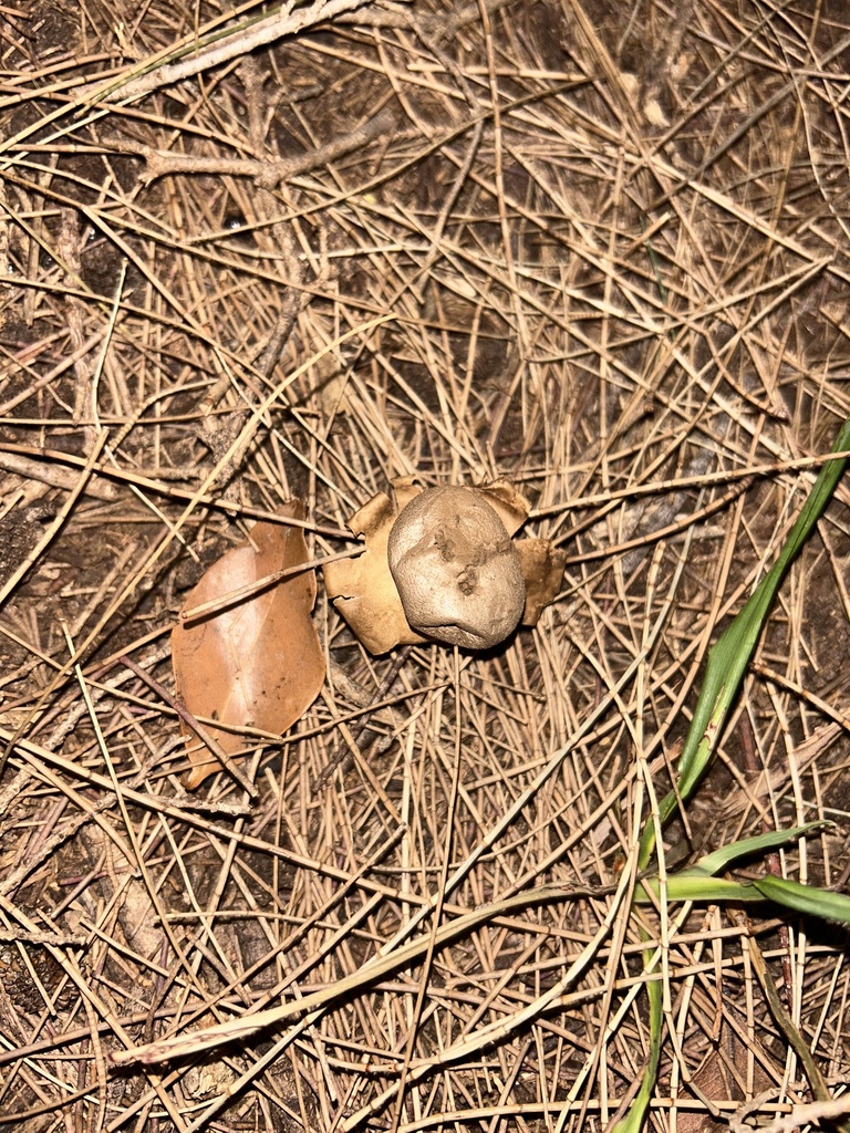 Myriostoma australianum · April 2025 · photo: © harley_hatzimihail (iNaturalist, cc0)