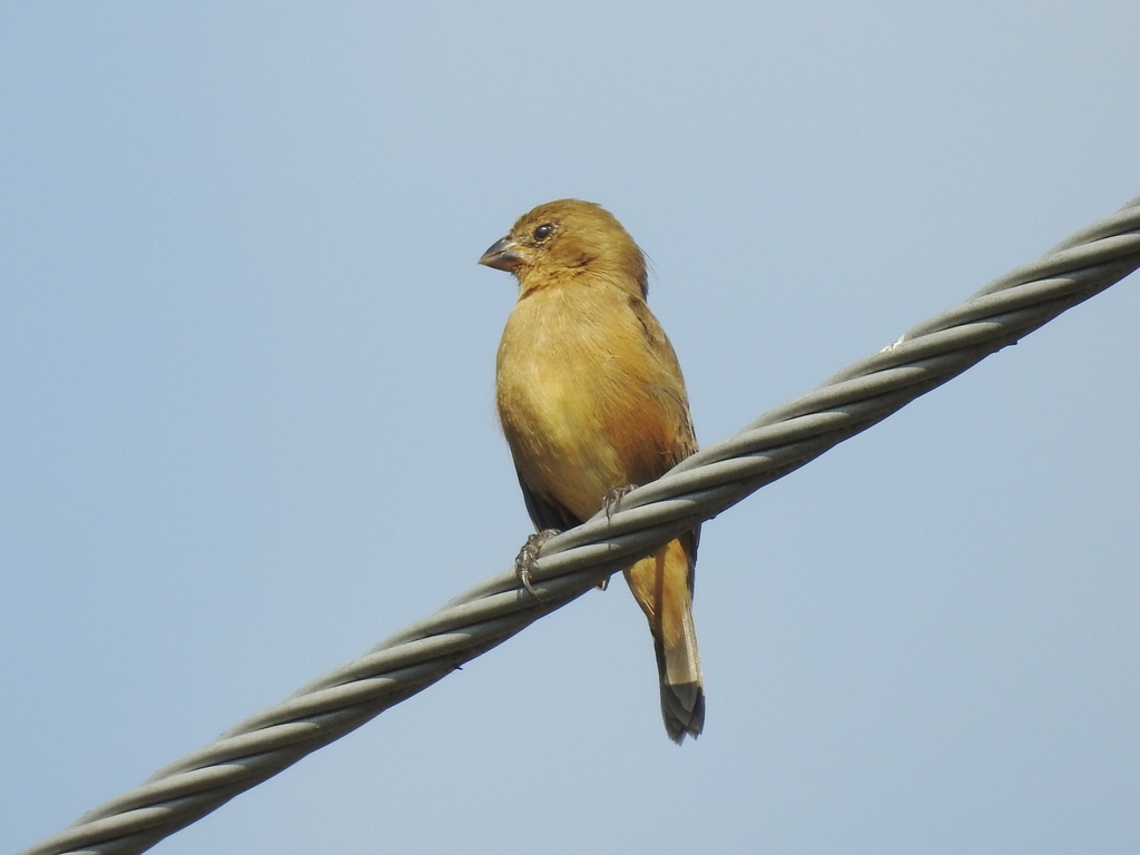 Chestnut-bellied Seedeater