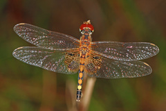 Celithemis amanda