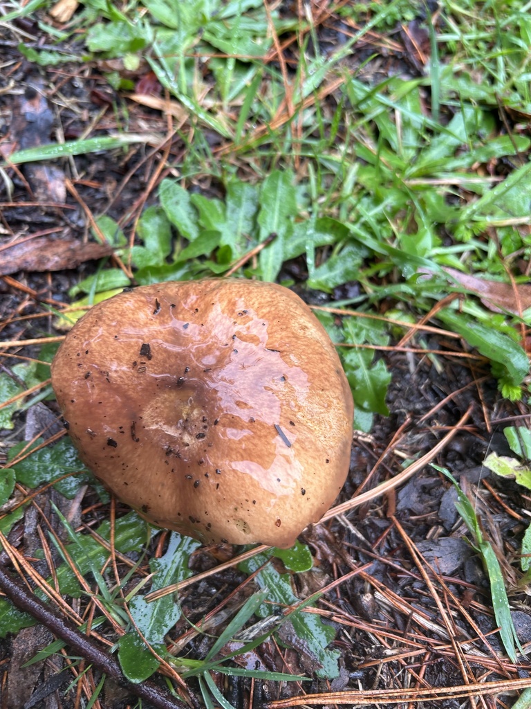 Suillus luteus · April 2025 · photo: © harley_hatzimihail (iNaturalist, cc0)