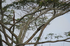 Psittacula longicauda