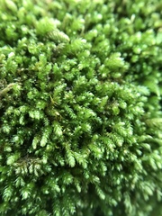 Eurhynchiastrum pulchellum