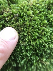 Eurhynchiastrum pulchellum