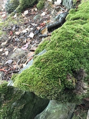 Eurhynchiastrum pulchellum