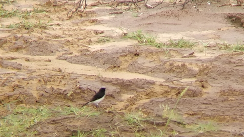 Variable Wheatear (Oenanthe picata), photo 5