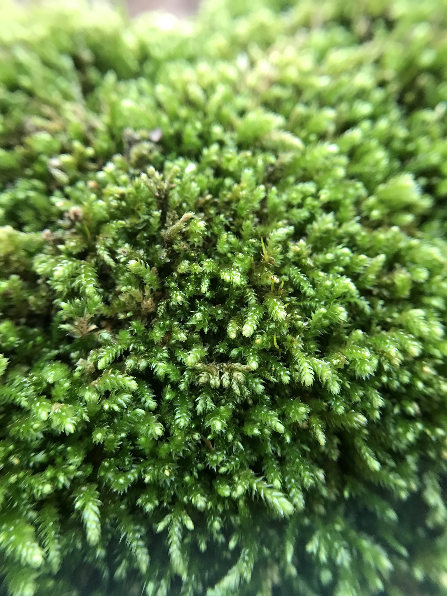 Eurhynchiastrum