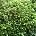 Elegant Beaked Moss - Photo (c) pblaeser, some rights reserved (CC BY-NC), uploaded by pblaeser