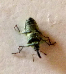 Macrorhoptus sidalceae