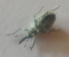 Macrorhoptus sidalceae