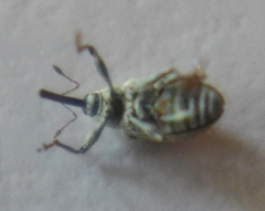 Macrorhoptus sidalceae