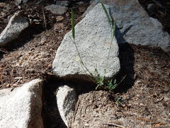 Boechera platysperma