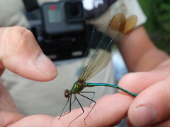 Calopteryx amata