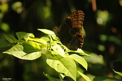 Morpho helenor octavia