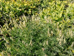 Hedysarum theinum