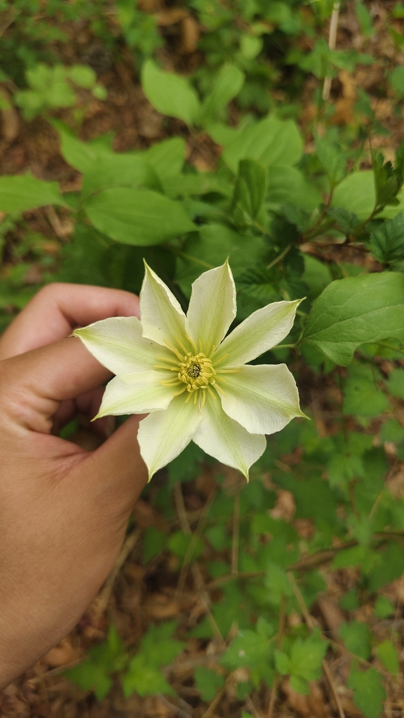 Large-flowered clematis