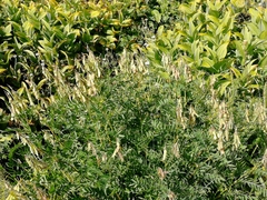 Hedysarum theinum