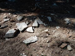 Boechera platysperma