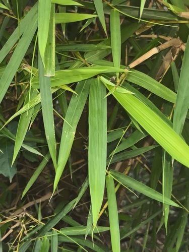Bambusa blumeana iNat (3)