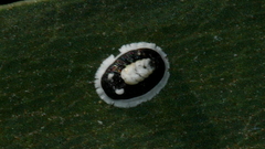 Pseudozaphanera