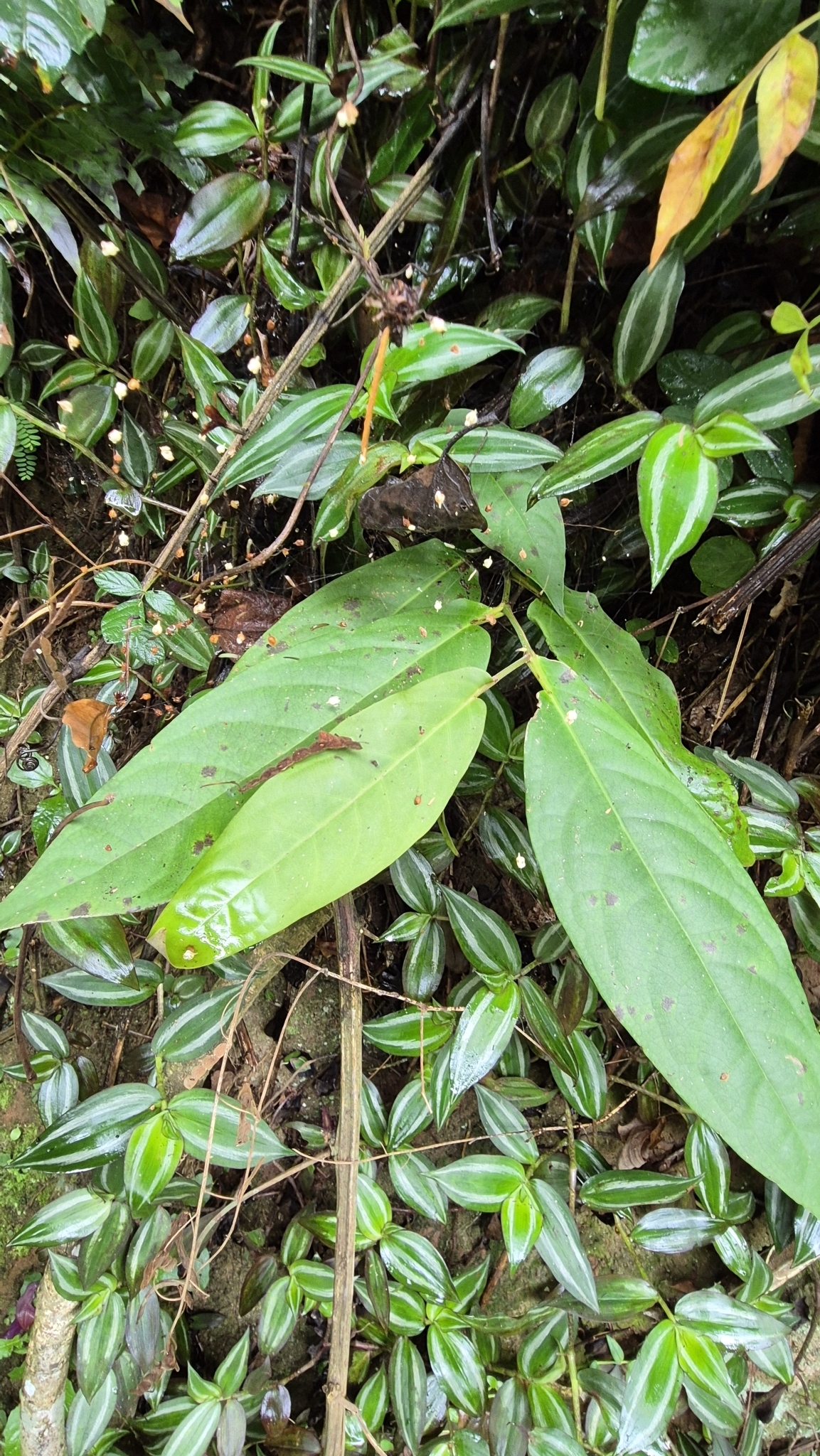 Imagem de Pimenta-de-macaco