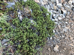 Arctostaphylos nevadensis
