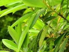 Macroglossum passalus