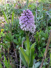 Neotinea conica