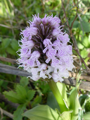 Neotinea conica