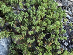 Arctostaphylos nevadensis
